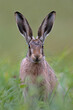 Brown Hare (Lepus europaeus) in summer meadow at dusk