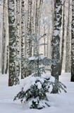 Fototapeta Natura - Small Christmas tree with fluffy snow in a birch grove in the sunlight