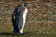 King Penguin (Aptenodytes patagonicus) moulting at Volunteer Point in the Falkland Islands.