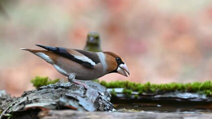 Wall Mural - Hawfinch Coccothraustes coccothraustes. In the wild. Bird drinks the water and flies away. Slow motion.