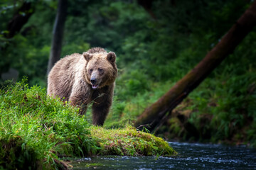 Wall Mural - big brown bear in the forest with river