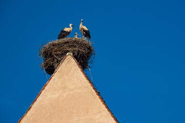 Baby storks learning to fly during Springtime