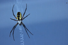 Close Up Black And Yellow Garden Spider