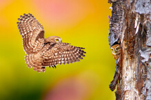 An Owl Flying Towards Its Nest And A Baby Owl Waiting For It. Colorful Nature Background. Little Owl.