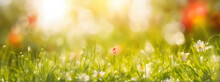 Art Abstract Spring Background Or Summer Background, Grass And Flowers In The Foreground, In Focus And Bokeh Of Sun Peppers In The Background Shallow Depth Of Field