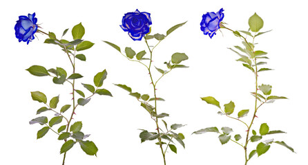 Wall Mural - isolated little beautiful bright blue three roses