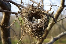An Abandoned Bird's Nest Cradled In The Crook Of A High Oak Branch