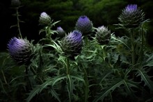 Artichokes In Bloom, Thistles Visible