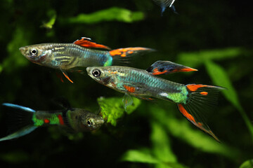 Wall Mural - Wild guppy hybrid in tropical aquarium