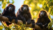 A Family Of Howler Monkeys Sitting On The Branch Of Tree