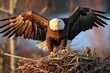 Bald eagle defending its nest from intruders