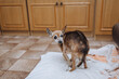 An old dying pathetic little blind sick thin purebred brown dog toy terrier, chihuahua stands bent, hunched over in a room at home. Photograph of an animal, pet.