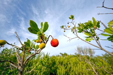 Wall Mural - Strawberry Tree Fruit . Cherry tree in autumn