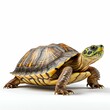 © NovaVision - Turtle Portrait Isolated on White Background. Generative ai