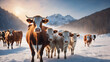 cows in the snow,Cows Snow,Cows in winter pasture grazing on snowcovered meadow cow on ice,snow, winter, cows, livestock, snowscape, 