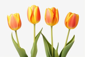 Wall Mural - Isolated tulip with variable colors on white background in Spring. Spring seasonal concept.