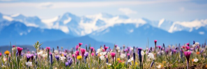 Wall Mural - Panoramic view of wild flower field in wild with variable colors and snow mountain background in Spring. Spring seasonal concept.