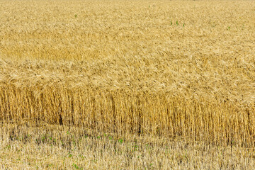 Wall Mural - Backdrop of ripe wheat. Agricultural concept