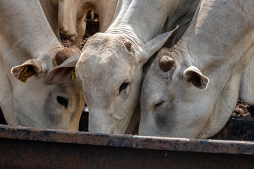 Wall Mural - Animals of the Nellore zebu breed lick mineral salt in the trough placed in a pasture on a beef farm in Brazil. Used in pasture deficiencies, salt replenishes mineral deficiencies.