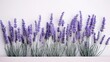 Lush purple lavender stems arranged on a light grey backdrop. Aromatherapy, cosmetic, spa, decorative background. 