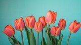 Fototapeta Tulipany - Soft coral tulips on a turquoise background. Tulips arrangement, card, congratulation, book cover. 