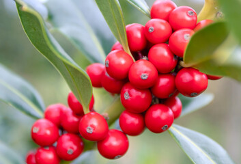 Wall Mural - Christmas holly branch with red berries on the blurred background