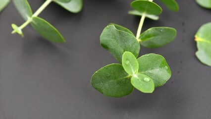 Canvas Print - Eucalyptus plant leaves. Fresh Eucalyptus close up, on grey background, top view. Essential oil, aromatherapy. Slow motion