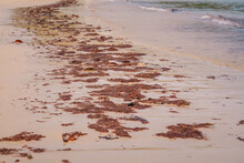 Much Seaweed Left On Sandy Beach When Tide Water Goes Out, Tropical Seashore.