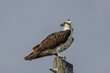 An osprey perched on top of a wood pole with windblown head feathers.