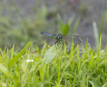 An Eastern Pondhawk Dragonfly Perched And Facing The Camera.