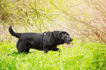 Wall Mural - A dog of the breed Labrador retriever of black color on a walk in a landing in ammunition. Pet, animal.