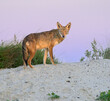Coyote (Canis latrans) on sand dune at sunset, Galveston, Texas.