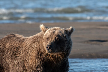 Wall Mural - Brown bear (Ursus arctos) fishing along the coast; Lake Clark NP; Alaska 