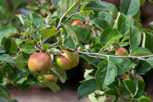 A Close-up Of Fresh Ripe Raw Red Shiny Apples Hanging In A Tree. The Crabapples Or Gala Apples Are Attached To A Branch With Lots Of Green Fall Leaves. The Leaves Are Damaged With Brown Spots.