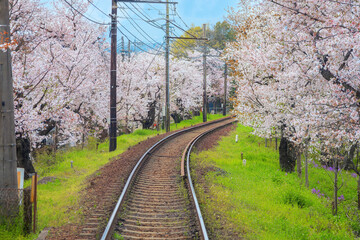 Poster - Keifuku Tram is operated by Keifuku Electric Railroad. It consists of two tram lines and it's one of the best cherry blossom spots in the west of Kyoto city