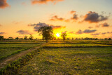 Fototapeta Na ścianę - View of the rice fields after harvest during sunset. Farm, Agriculture concept.
