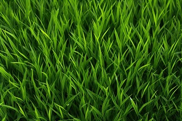 a close up of grass