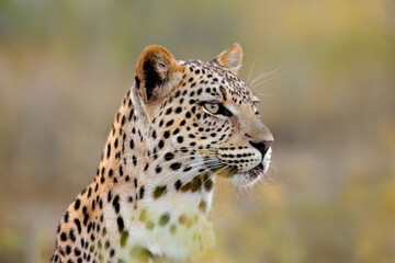 Wall Mural - portrait of an alert leopard (panthera pardus) in natural habitat, south africa.