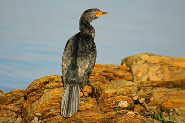 Poster - A reed cormorant (Microcarbo africanus) perched on a coastal rock, South Africa.