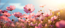 Pink Cosmos Flower Field In Garden With Blurry Background And Soft Sunlight. Close Up Flowers Blooming On Softness Style In Spring Summer Under Sunrise