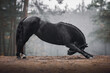 black mare horse in leather halter bowing on the forest road in autumn landscape