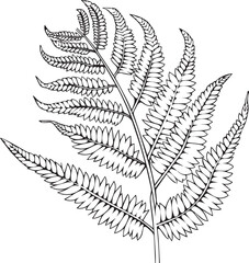 Fern leaves line art coloring page design