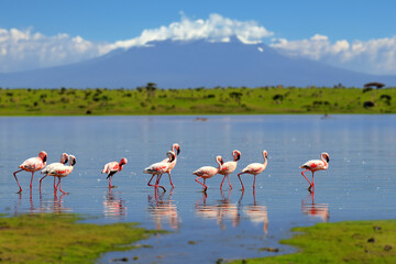 flock of flamingos wading in the shallow lagoon water