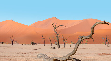 Wall Mural - Dead trees in Dead Vlei - Sossusvlei, Namib desert, Namibia