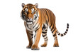 A tiger isolated on transparent background.