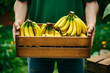 farmer holding wooden crate with bananas in garden or plantation. harvest concept