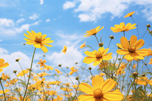 A Field Full Of Yellow Flowers Under A Clear Blue Sky At Sunrise. The Simplicity And Beauty Of Nature In Full Bloom. This Description Is AI Generative.