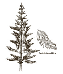 norfolk island pine tree with branch vector