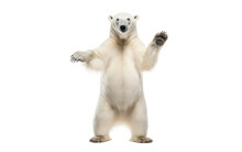 Polar Bear Pose On Isolated Background