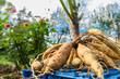 Freshly lifted dahlia plant tubers. Digging up dahlia tubers, cleaning and preparing them for winter storage. Autumn gardening jobs. Overwintering dahlia tubers.